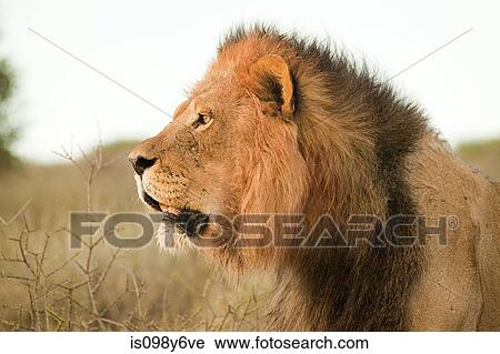 Stock Image - Male lion, head shot. Fotosearch