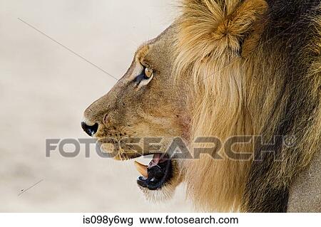 Male lion, head shot View Large Photo Image Stock Image - Male lion, head shot. Fotosearch