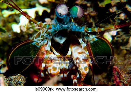 Stock Image - Mantis shrimp, Papua New Guinea. Fotosearch