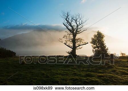 Misty field with trees near Bassenthwaite Lake, Lake District, UK View Large Photo Image Stock Photo - Misty field with trees near Bassenthwaite Lake, Lake District, UK. Fotosearch