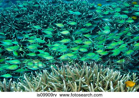 Mixed school of damselfish View Large Photo Image Stock Photo - Mixed school of damselfish. Fotosearch