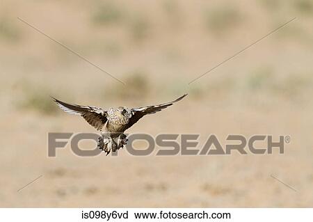 Namaqua Sandgrouse flying View Large Photo Image Stock Image - Namaqua Sandgrouse flying. Fotosearch