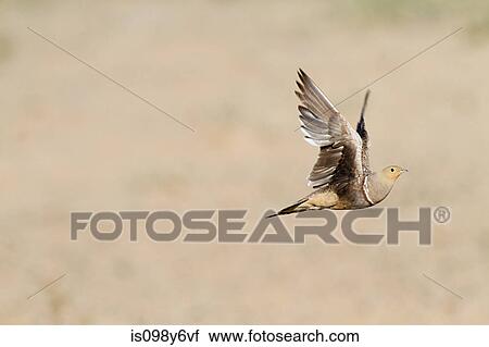 Namaqua Sandgrouse flying View Large Photo Image Stock Image - Namaqua Sandgrouse flying. Fotosearch