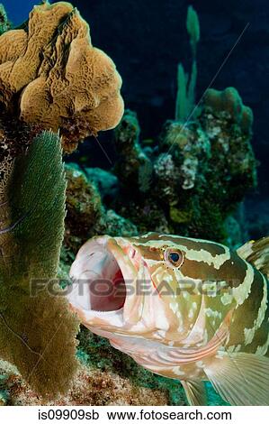 Stock Image - Nassau grouper getting cleaned. Fotosearch