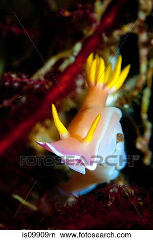 Nudibranch, Indonesia View Large Photo Image Picture - Nudibranch, Indonesia. Fotosearch