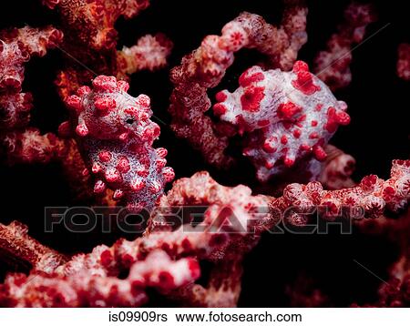 Pair of pygmy seahorses View Large Photo Image Stock Photograph - Pair of pygmy seahorses. Fotosearch