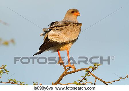 Stock Photograph - Pale chanting goshawk perched on branch. Fotosearch