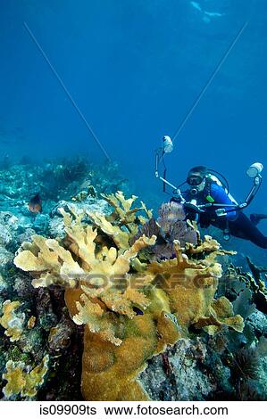 Photographer on coral reef View Large Photo Image Stock Photograph - Photographer on coral reef. Fotosearch