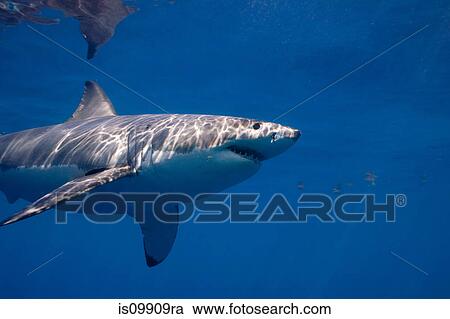 Stock Image - Profile of a Great white shark. Fotosearch
