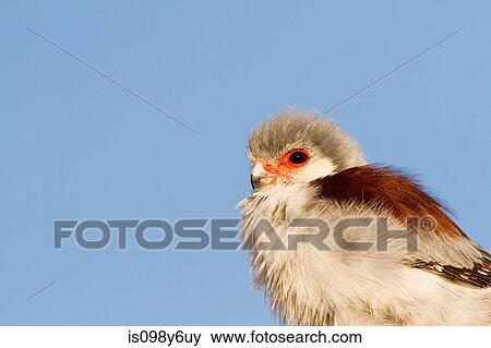 Pygmy falcon, portrait View Large Photo Image Stock Photo - Pygmy falcon, portrait. Fotosearch
