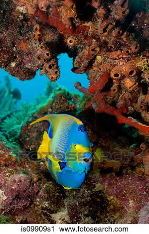 Queen angelfish, Florida View Large Photo Image Stock Image - Queen angelfish, Florida. Fotosearch
