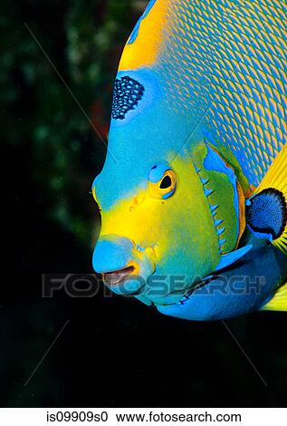 Queen angelfish View Large Photo Image Stock Image - Queen angelfish. Fotosearch