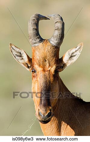 Stock Image - Red hartebeest, close up. Fotosearch