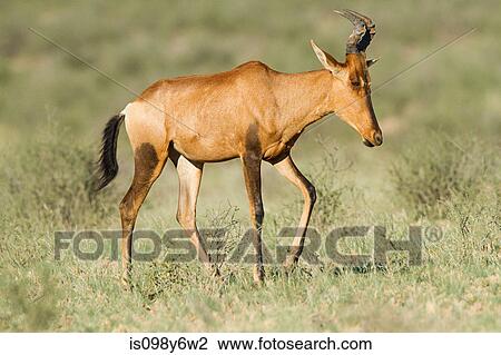 Stock Image - Red hartebeest walking in grass. Fotosearch