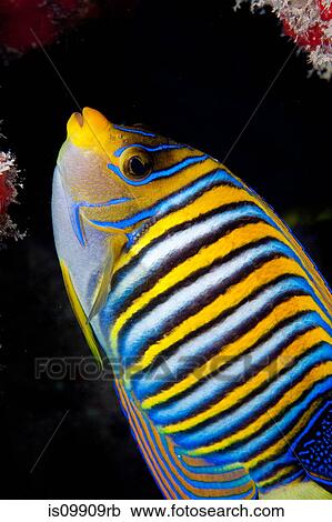 Stock Image - Regal angelfish on coral reef. Fotosearch