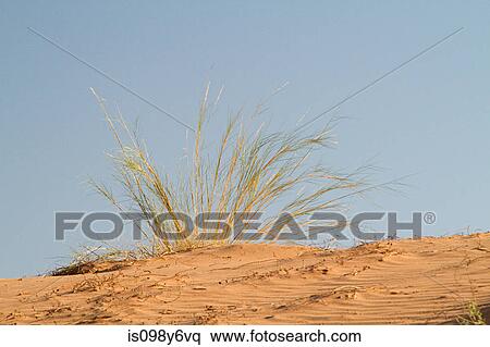Stock Photography - Sand dune, Kalahari Desert, Southern Africa, Africa. Fotosearch