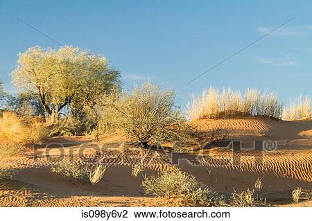 Sand dunes, Kalahari Desert, Southern Africa, Africa View Large Photo Image Stock Image - Sand dunes, Kalahari Desert, Southern Africa, Africa. Fotosearch