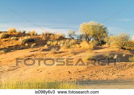 Sand dunes, Kalahari Desert, Southern Africa, Africa View Large Photo Image Stock Image - Sand dunes, Kalahari Desert, Southern Africa, Africa. Fotosearch