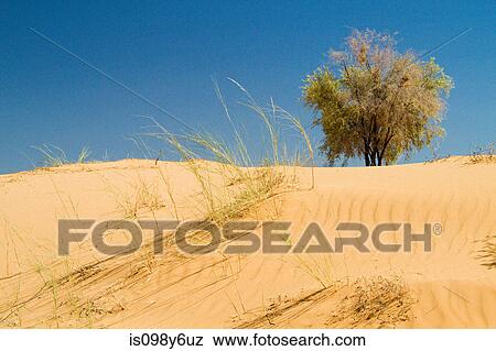 Sand dunes, Kalahari Desert, Southern Africa, Africa View Large Photo Image Stock Photo - Sand dunes, Kalahari Desert, Southern Africa, Africa. Fotosearch
