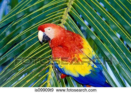 Scarlet macaw on Palm Frond View Large Photo Image Stock Photo - Scarlet macaw on Palm Frond. Fotosearch
