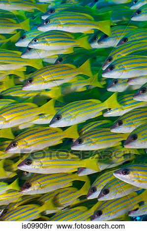School of Bluestripe snapper View Large Photo Image Stock Photography - School of Bluestripe snapper. Fotosearch