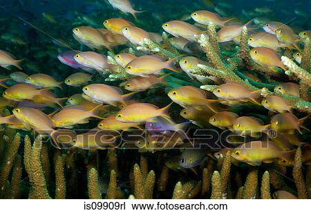 Stock Image - Schooling anthias, coral reef. Fotosearch