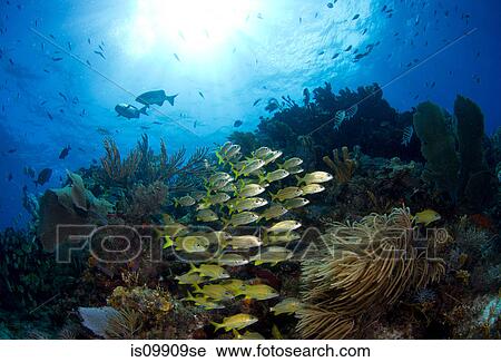 Schooling fish on reef View Large Photo Image Stock Image - Schooling fish on reef. Fotosearch