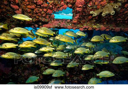 Stock Image - Schooling fish. Fotosearch