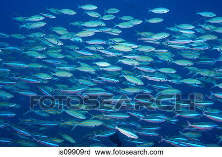 Schooling fusiliers, Coral Sea View Large Photo Image Stock Image - Schooling fusiliers, Coral Sea. Fotosearch