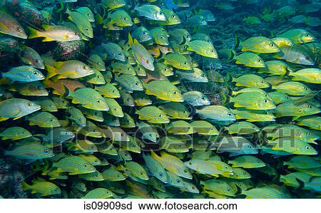 Schooling grunts View Large Photo Image Stock Image - Schooling grunts. Fotosearch