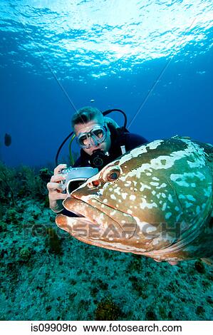 Picture - Scuba diver and grouper. Fotosearch