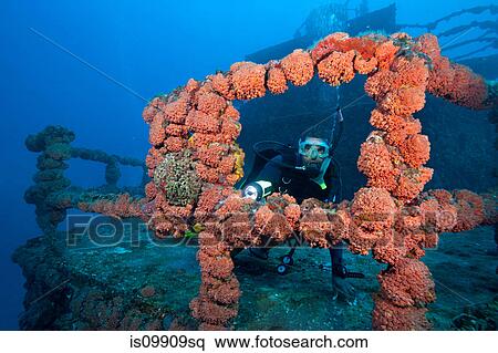 Scuba diver on shipwreck View Large Photo Image Stock Photography - Scuba diver on shipwreck. Fotosearch