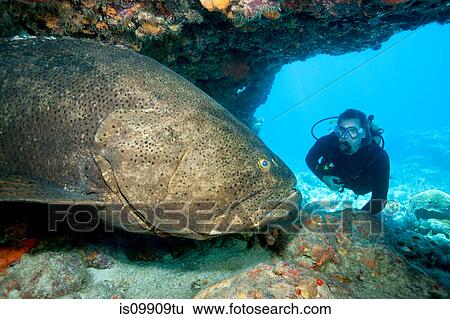Stock Photograph - Scuba diver with large grouper. Fotosearch