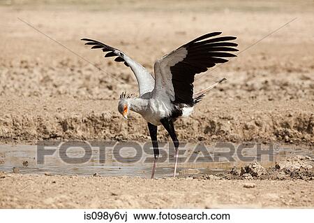 Secretary bird flapping wings View Large Photo Image Stock Image - Secretary bird flapping wings. Fotosearch