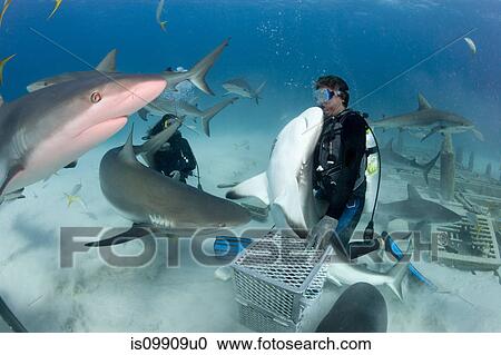 Stock Image - Shark feeding dive. Fotosearch