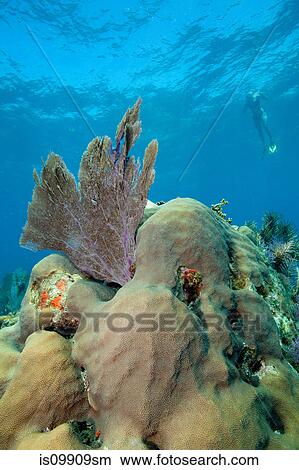 Snorkeler above coral reef View Large Photo Image Picture - Snorkeler above coral reef. Fotosearch