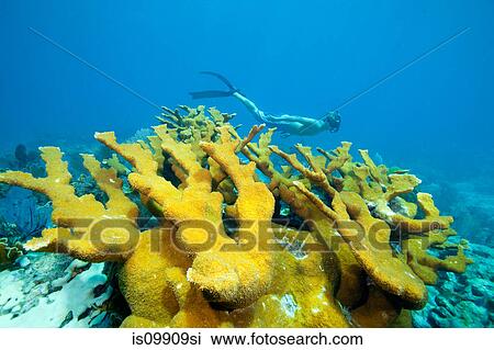 Snorkeler on coral reef View Large Photo Image Stock Image - Snorkeler on coral reef. Fotosearch
