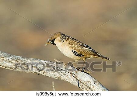 Sociable weaver bird perching on branch View Large Photo Image Stock Photograph - Sociable weaver bird perching on branch. Fotosearch