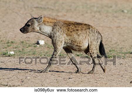 Spotted hyena in desert View Large Photo Image Stock Photo - Spotted hyena in desert. Fotosearch
