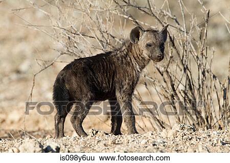 Spotted hyena in desert View Large Photo Image Stock Photograph - Spotted hyena in desert. Fotosearch