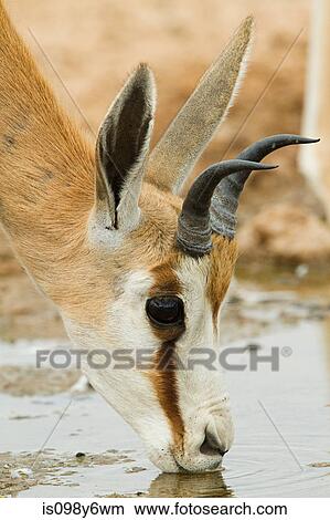 Springbok drinking water View Large Photo Image Picture - Springbok drinking water. Fotosearch