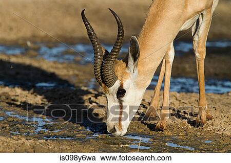 Stock Image - Springbok drinking water. Fotosearch