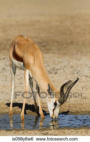 Stock Photograph - Springbok drinking water. Fotosearch