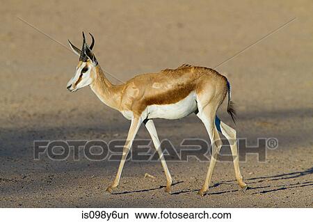 Springbok in desert View Large Photo Image Picture - Springbok in desert. Fotosearch