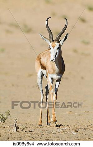 Springbok in desert View Large Photo Image Picture - Springbok in desert. Fotosearch