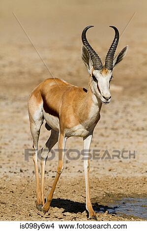 Springbok, portrait View Large Photo Image Picture - Springbok, portrait. Fotosearch
