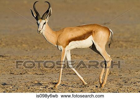 Springbok, portrait View Large Photo Image Stock Image - Springbok, portrait. Fotosearch