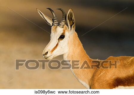 Springbok, portrait View Large Photo Image Stock Image - Springbok, portrait. Fotosearch