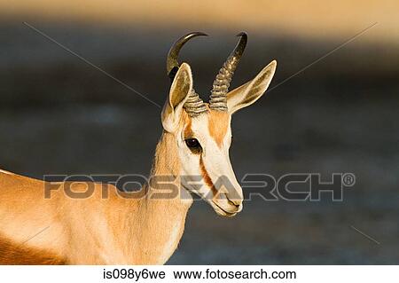 Springbok, portrait View Large Photo Image Stock Image - Springbok, portrait. Fotosearch