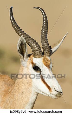 Springbok, portrait View Large Photo Image Stock Photograph - Springbok, portrait. Fotosearch